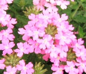 育てやすいお花”バーベナ”｜「フロリストシャイン」　（大阪府大阪市淀川区の花キューピット加盟店 花屋）のブログ