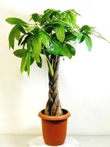 育てやすい観葉植物！！｜「フロリストシャイン」　（大阪府大阪市淀川区の花キューピット加盟店 花屋）のブログ
