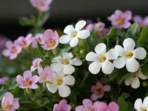 お待たせいたしました！！｜「フロリストシャイン」　（大阪府大阪市淀川区の花キューピット加盟店 花屋）のブログ