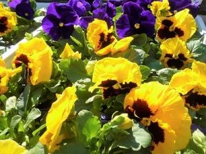 お庭を華やかにしてくれますヨ！！｜「フロリストシャイン」　（大阪府大阪市淀川区の花キューピット加盟店 花屋）のブログ
