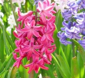 春の香りが楽しめます！！｜「フロリストシャイン」　（大阪府大阪市淀川区の花キューピット加盟店 花屋）のブログ