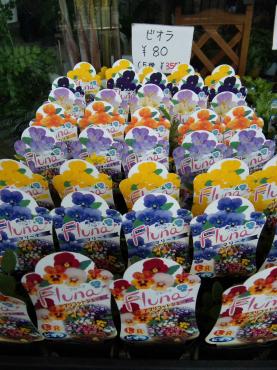 今シーズン初ビオラ入荷!!｜「ポピー」　（京都府八幡市の花キューピット加盟店 花屋）のブログ