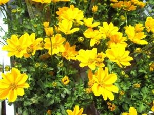 綺麗なお花！！｜「フロリストシャイン」　（大阪府大阪市淀川区の花キューピット加盟店 花屋）のブログ