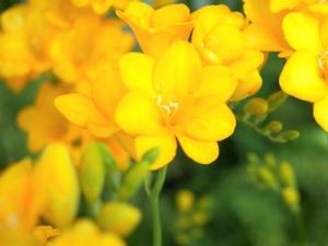 春を感じるお花！！｜「フロリストシャイン」　（大阪府大阪市淀川区の花キューピット加盟店 花屋）のブログ