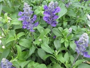 爽やかなお花！！｜「フロリストシャイン」　（大阪府大阪市淀川区の花キューピット加盟店 花屋）のブログ