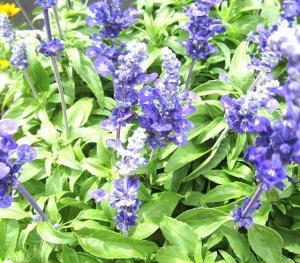 綺麗なお花が楽しめます！！｜「フロリストシャイン」　（大阪府大阪市淀川区の花キューピット加盟店 花屋）のブログ