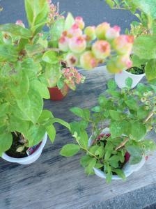 長持ちしますヨ！！｜「フロリストシャイン」　（大阪府大阪市淀川区の花キューピット加盟店 花屋）のブログ