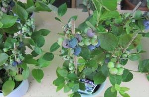 食べてみて下さい！！｜「フロリストシャイン」　（大阪府大阪市淀川区の花キューピット加盟店 花屋）のブログ