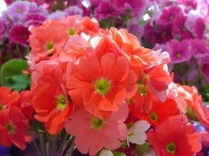 春を演出！！｜「フロリストシャイン」　（大阪府大阪市淀川区の花キューピット加盟店 花屋）のブログ