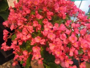プレゼントなどにも大人気商品です。｜「フロリストシャイン」　（大阪府大阪市淀川区の花キューピット加盟店 花屋）のブログ
