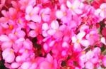 プレゼントなどにもオススメですヨ！！｜「フロリストシャイン」　（大阪府大阪市淀川区の花キューピット加盟店 花屋）のブログ
