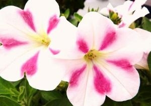 ワンランク上のペチュニアですヨ！！｜「フロリストシャイン」　（大阪府大阪市淀川区の花キューピット加盟店 花屋）のブログ