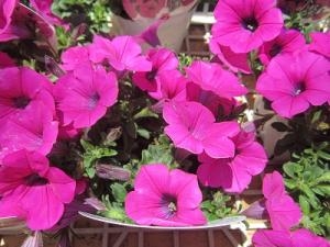 初夏にオススメです！！｜「フロリストシャイン」　（大阪府大阪市淀川区の花キューピット加盟店 花屋）のブログ