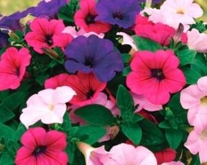 複数の色が咲き、お得なペチュニア”華劇”｜「フロリストシャイン」　（大阪府大阪市淀川区の花キューピット加盟店 花屋）のブログ