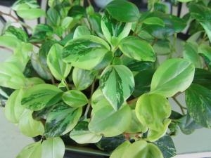 お部屋で気楽に楽しめますヨ！！｜「フロリストシャイン」　（大阪府大阪市淀川区の花キューピット加盟店 花屋）のブログ