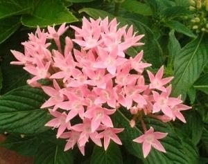 夏の暑さに強いですヨ！！｜「フロリストシャイン」　（大阪府大阪市淀川区の花キューピット加盟店 花屋）のブログ