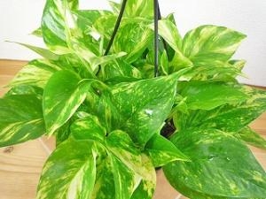 お部屋で気楽に楽しめますヨ！！｜「フロリストシャイン」　（大阪府大阪市淀川区の花キューピット加盟店 花屋）のブログ