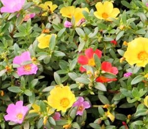 カラフルポーチュラカ入荷！！｜「フロリストシャイン」　（大阪府大阪市淀川区の花キューピット加盟店 花屋）のブログ