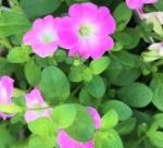 お待たせいたしました！！｜「フロリストシャイン」　（大阪府大阪市淀川区の花キューピット加盟店 花屋）のブログ