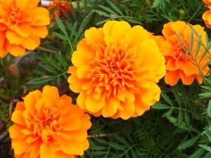 育てやすいお花“マリーゴールド”｜「フロリストシャイン」　（大阪府大阪市淀川区の花キューピット加盟店 花屋）のブログ