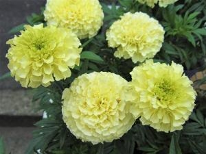 華やか！！｜「フロリストシャイン」　（大阪府大阪市淀川区の花キューピット加盟店 花屋）のブログ