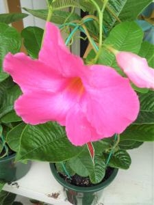 夏にオススメ！！｜「フロリストシャイン」　（大阪府大阪市淀川区の花キューピット加盟店 花屋）のブログ