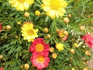 春のお花続々！！｜「フロリストシャイン」　（大阪府大阪市淀川区の花キューピット加盟店 花屋）のブログ