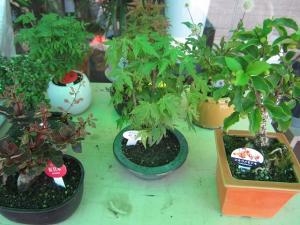 気楽に楽しめますヨ！！｜「フロリストシャイン」　（大阪府大阪市淀川区の花キューピット加盟店 花屋）のブログ