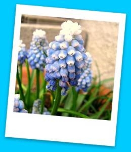 可愛いお花！！｜「フロリストシャイン」　（大阪府大阪市淀川区の花キューピット加盟店 花屋）のブログ