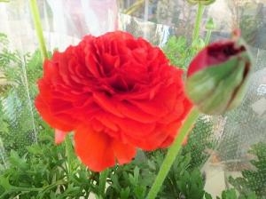 お待たせいたしました！！｜「フロリストシャイン」　（大阪府大阪市淀川区の花キューピット加盟店 花屋）のブログ