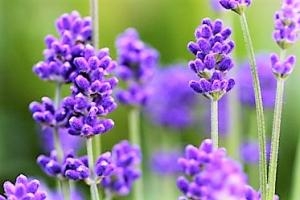 いい香り！！｜「フロリストシャイン」　（大阪府大阪市淀川区の花キューピット加盟店 花屋）のブログ