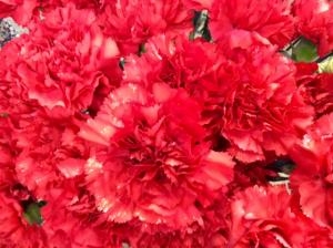 ラメカーネーション！｜「お花の陽光園」　（青森県八戸市の花キューピット加盟店 花屋）のブログ