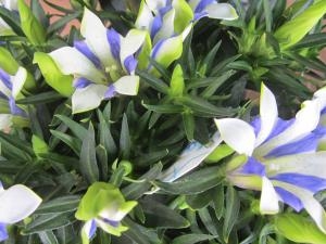 秋のプレゼントにもオススメ！！｜「フロリストシャイン」　（大阪府大阪市淀川区の花キューピット加盟店 花屋）のブログ