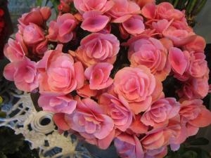プレゼントにオススメ！！｜「フロリストシャイン」　（大阪府大阪市淀川区の花キューピット加盟店 花屋）のブログ