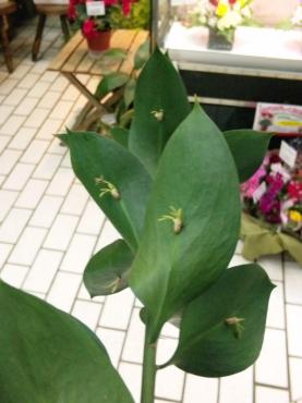 ルスカスの葉に何かついている・・・？｜「ポピー」　（京都府八幡市の花キューピット加盟店 花屋）のブログ