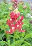 春のお花“ルピナス“入荷しました！！｜「フロリストシャイン」　（大阪府大阪市淀川区の花キューピット加盟店 花屋）のブログ