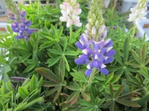 育てやすい！！｜「フロリストシャイン」　（大阪府大阪市淀川区の花キューピット加盟店 花屋）のブログ