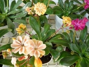 これからのシーズンにオススメ！！｜「フロリストシャイン」　（大阪府大阪市淀川区の花キューピット加盟店 花屋）のブログ
