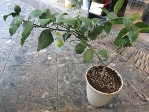 爽やかな香り！！｜「フロリストシャイン」　（大阪府大阪市淀川区の花キューピット加盟店 花屋）のブログ
