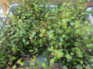 育てやすい観葉植物！！｜「フロリストシャイン」　（大阪府大阪市淀川区の花キューピット加盟店 花屋）のブログ