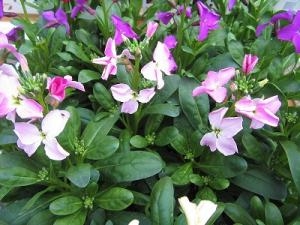 育てやすいお花ですヨ！！｜「フロリストシャイン」　（大阪府大阪市淀川区の花キューピット加盟店 花屋）のブログ