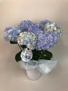 『万華鏡』｜「彩季舎」　（群馬県高崎市の花キューピット加盟店 花屋）のブログ