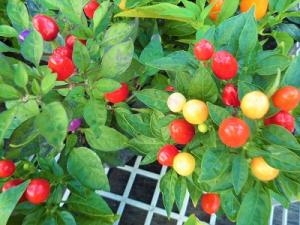 華やかに楽しめますヨ！！｜「フロリストシャイン」　（大阪府大阪市淀川区の花キューピット加盟店 花屋）のブログ
