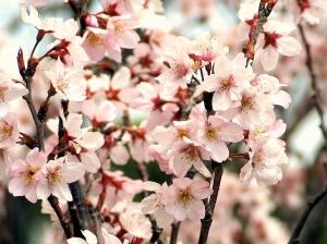 サクラ・サクラ・サクラ！！｜「フロリストシャイン」　（大阪府大阪市淀川区の花キューピット加盟店 花屋）のブログ