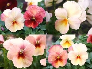 綺麗な変わり咲きパンジー入荷！！｜「フロリストシャイン」　（大阪府大阪市淀川区の花キューピット加盟店 花屋）のブログ