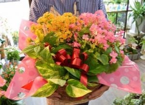 寄せ鉢を頂いたら～天草市の花屋　フラワーショップ花よど～｜「フラワーショップ花よど」　（熊本県天草市の花キューピット加盟店 花屋）のブログ