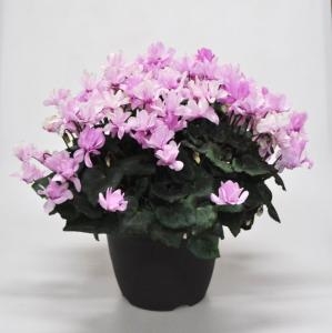 カワイイお花が楽しめますヨ！！｜「フロリストシャイン」　（大阪府大阪市淀川区の花キューピット加盟店 花屋）のブログ