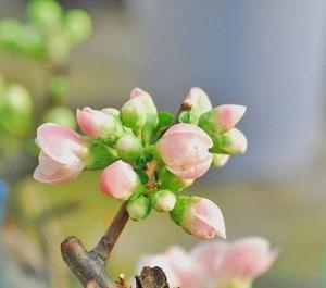 春を先取り！！｜「フロリストシャイン」　（大阪府大阪市淀川区の花キューピット加盟店 花屋）のブログ