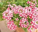華やか”バーベナ”入荷しました！！｜「フロリストシャイン」　（大阪府大阪市淀川区の花キューピット加盟店 花屋）のブログ