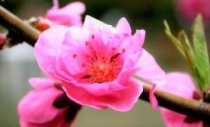 おひな祭りに！！｜「フロリストシャイン」　（大阪府大阪市淀川区の花キューピット加盟店 花屋）のブログ